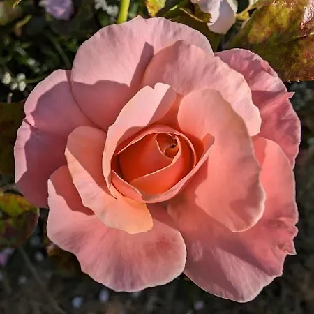 La Belle Verte 3* Laruscade